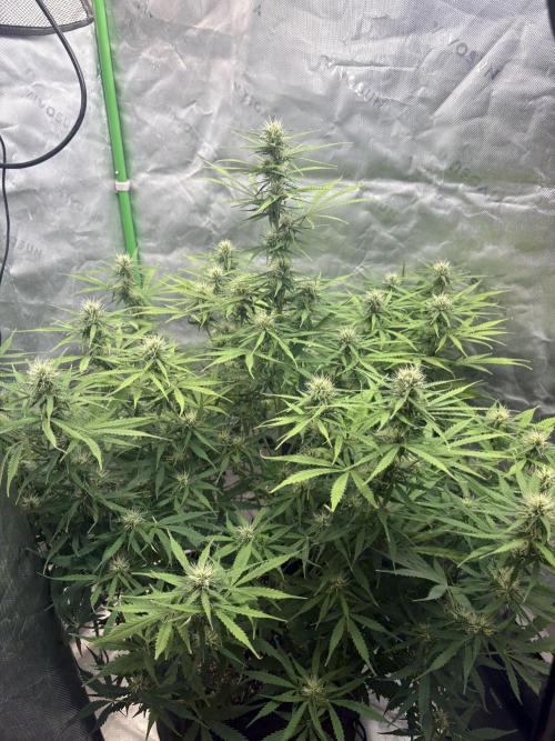 White widow auto. Week 8