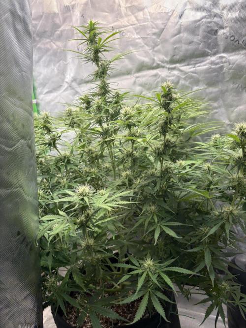 White widow auto. Week 8