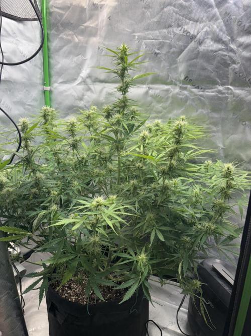 White widow auto. Week 8