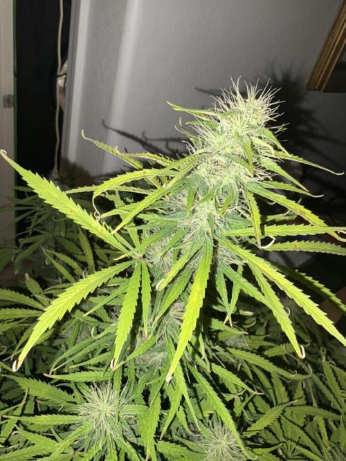 White widow auto. Week 9