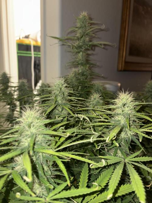 White widow auto. Week 9