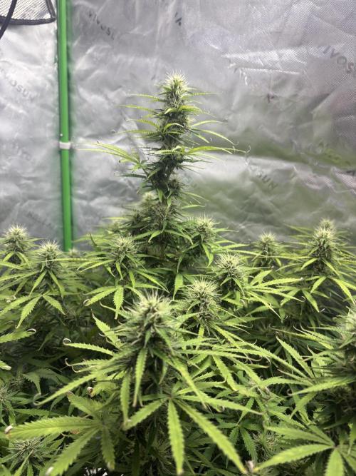 White widow auto. Week 9