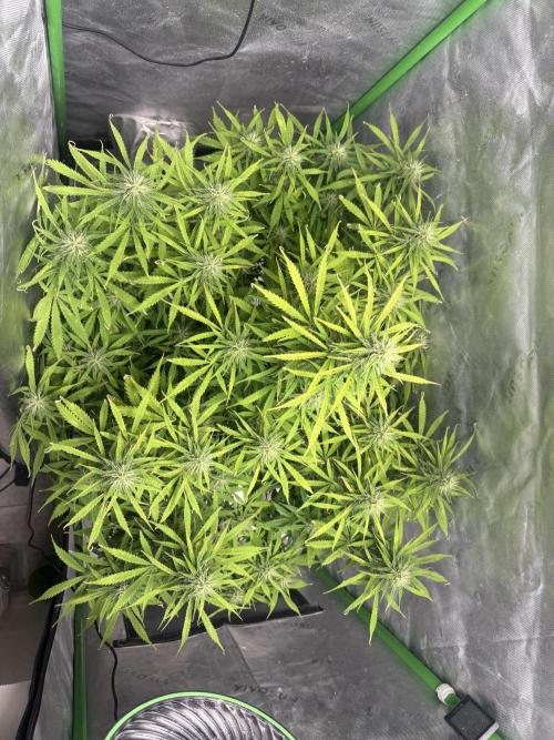 White widow auto. Week 9