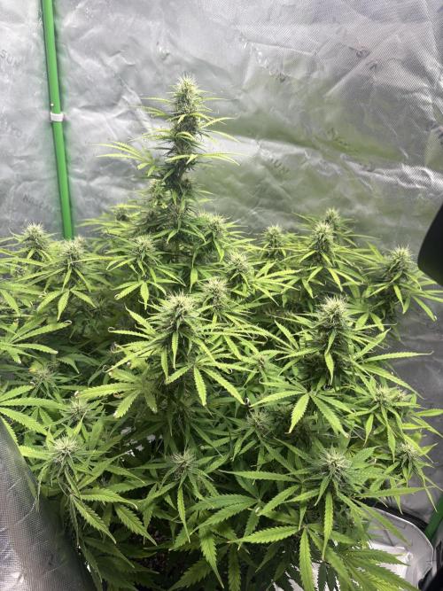 White widow auto. Week 9