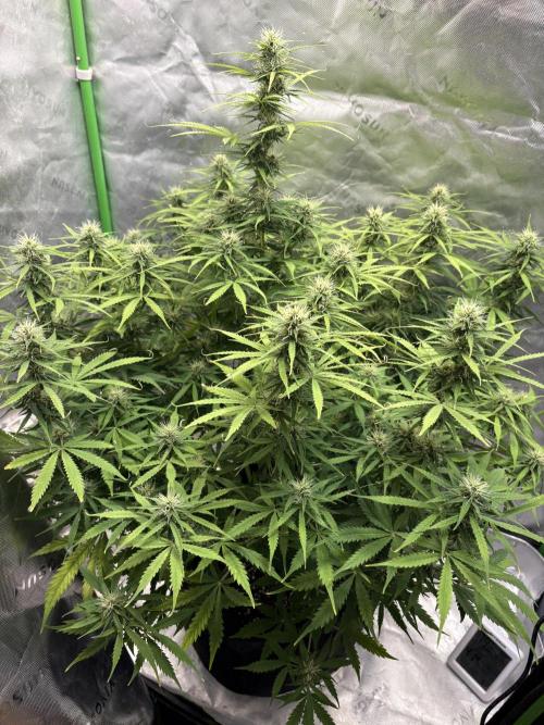 White widow auto. Week 9