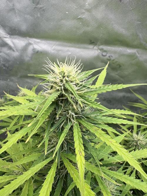 White widow auto. Week 9