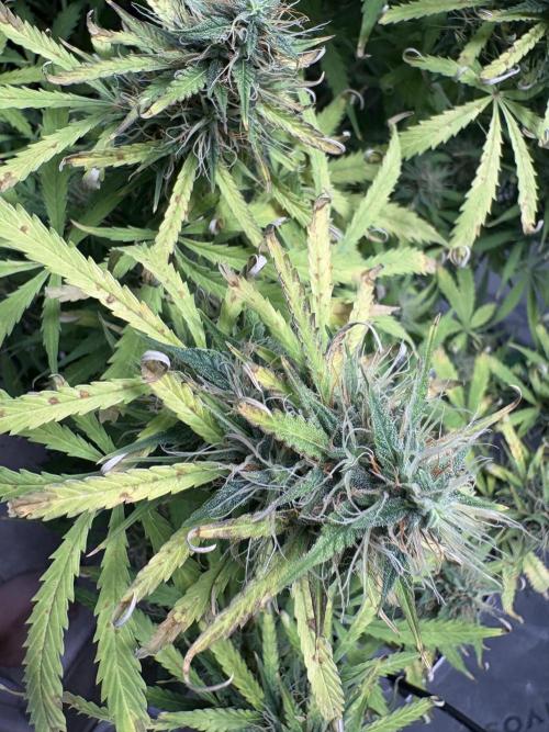 White widow auto. Week 10