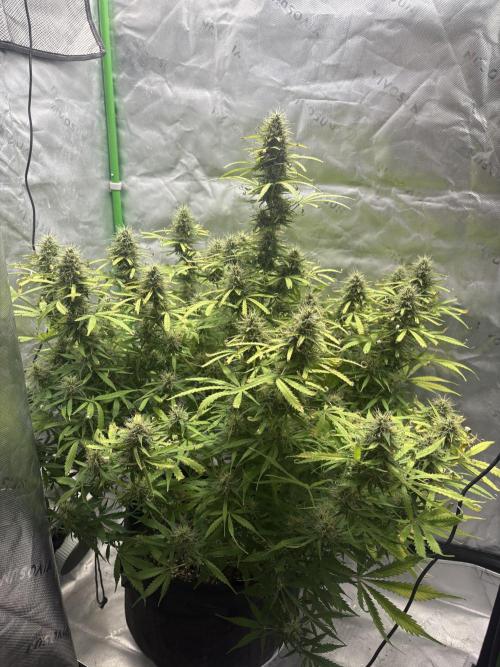 White widow auto. Week 10