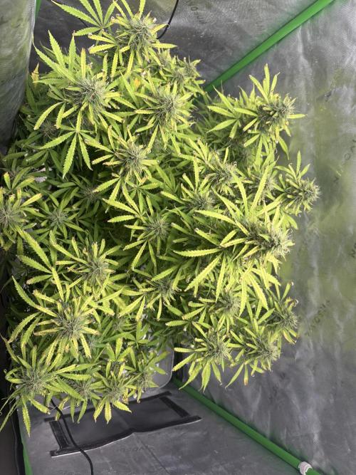 White widow auto. Week 10