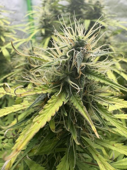 White widow auto. Week 10