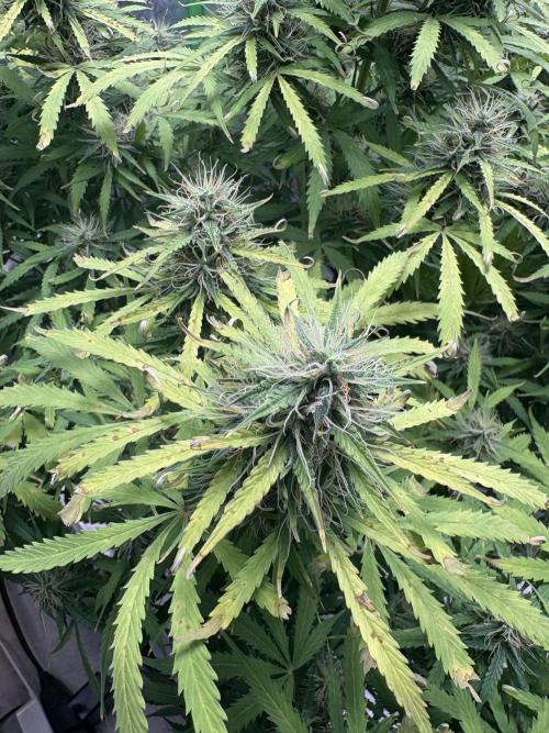 White widow auto. Week 10