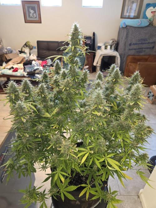 White widow auto. Week 11