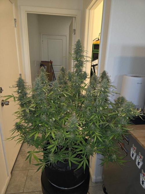 White widow auto. Week 11