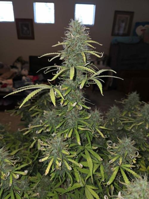 White widow auto. Week 11