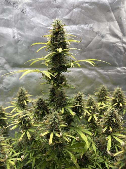 White widow auto. Week 11