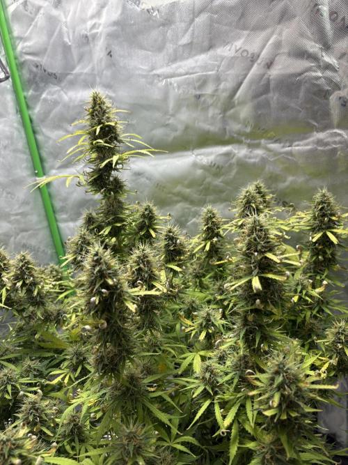 White widow auto. Week 11