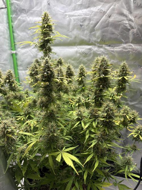 White widow auto. Week 11