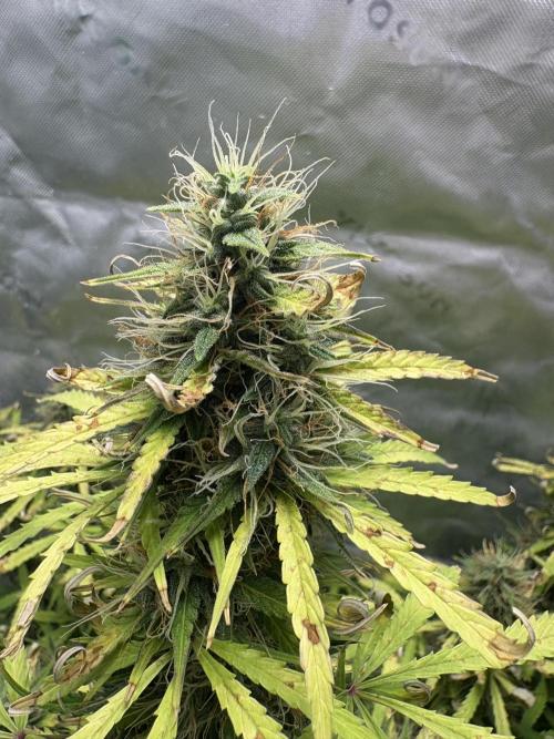 White widow auto. Week 11