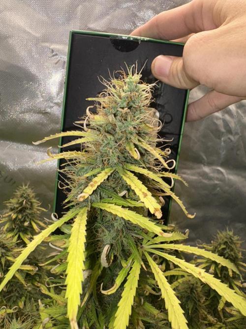 White widow auto. Week 12