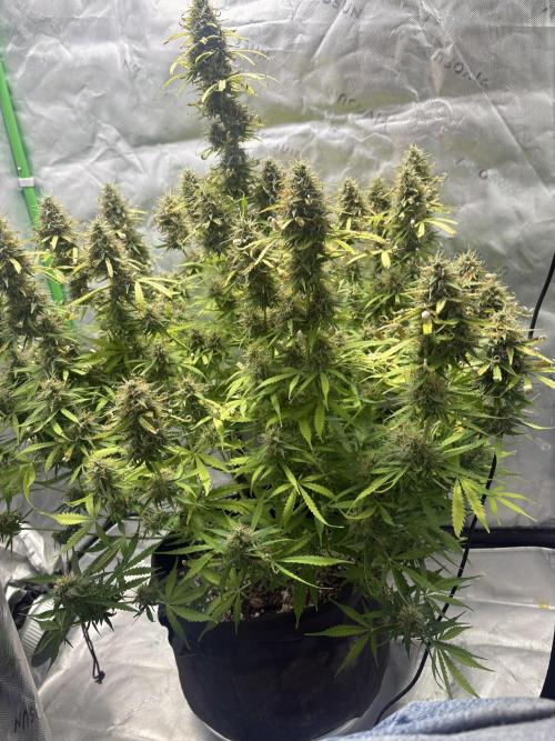 White widow auto. Week 12