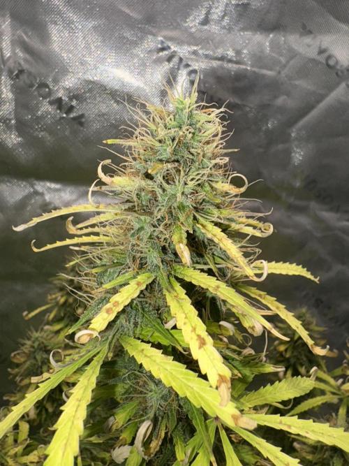 White widow auto. Week 12