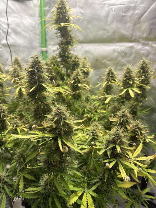 White widow auto. Week 12