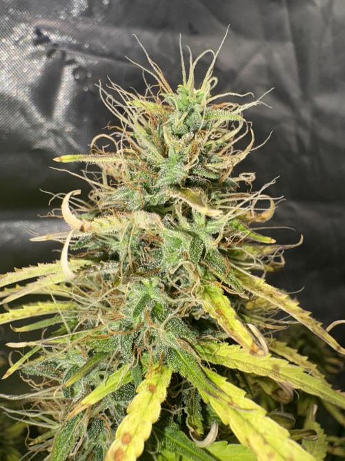 White widow auto. Week 12