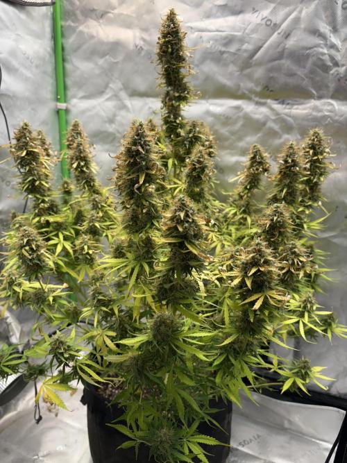 White widow auto. Week 13