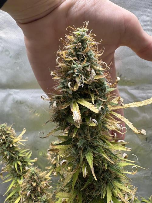 White widow auto. Week 13