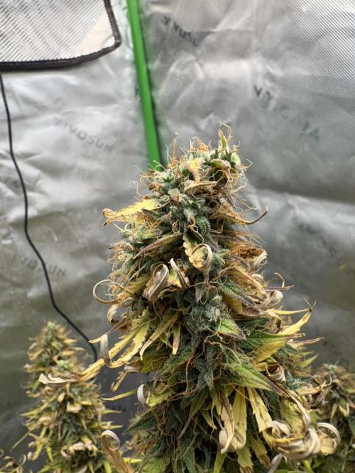 White widow auto. Week 13