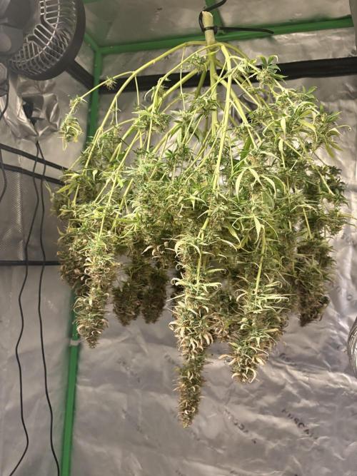 White widow auto. Week 13