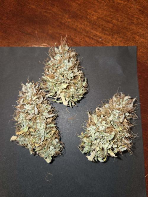 White widow auto. Week 14