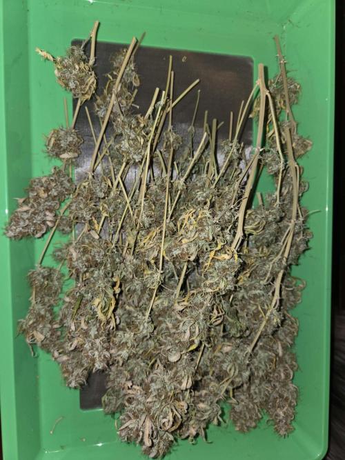 White widow auto. Week 14