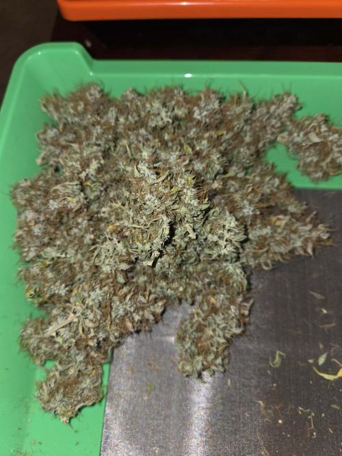 White widow auto. Week 14