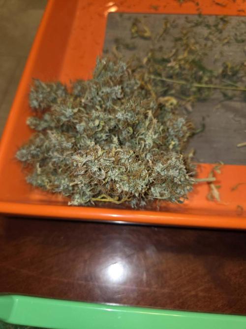 White widow auto. Week 14