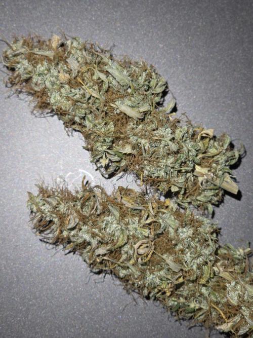 White widow auto. Week 14