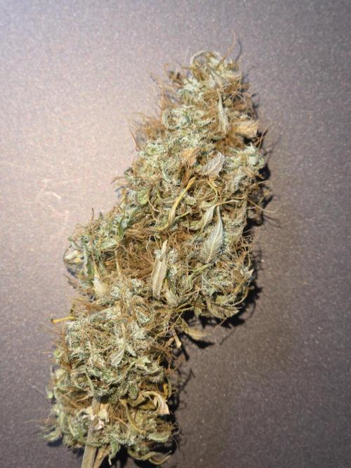 White widow auto. Week 14