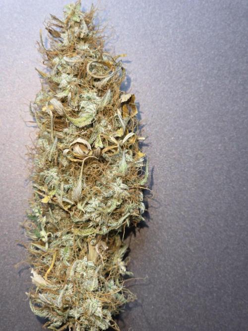 White widow auto. Week 14