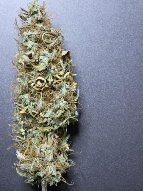 White widow auto. Week 14