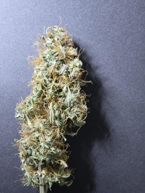 White widow auto. Week 14