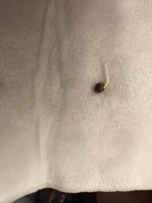 Cat piss auto!. Week 0