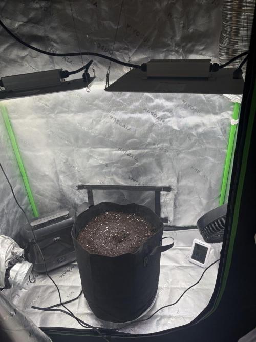 Cat piss auto!. Week 0