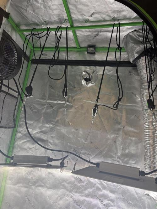 Cat piss auto!. Week 0