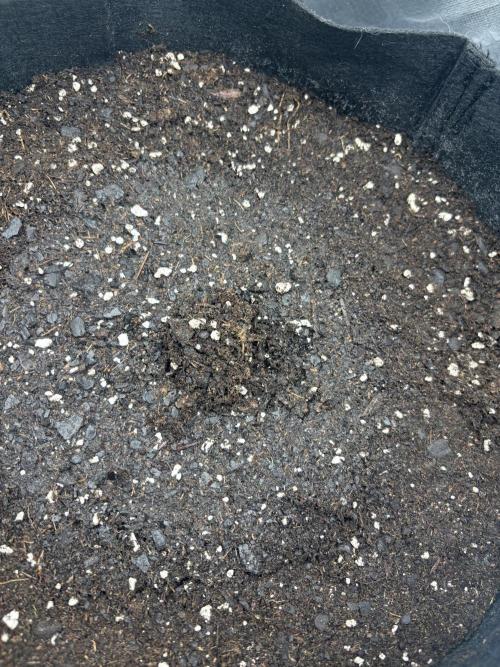 Cat piss auto!. Week 0