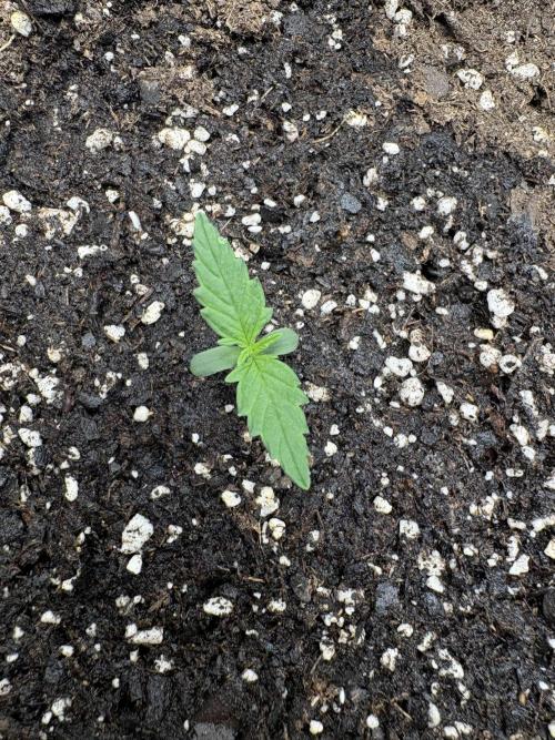 Cat piss auto!. Week 1