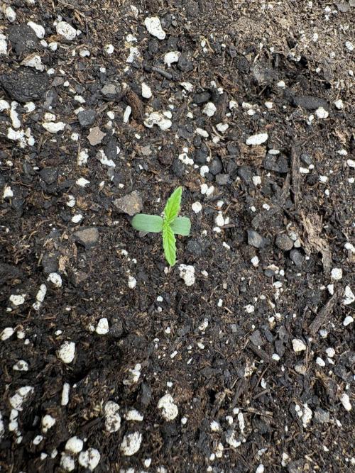 Cat piss auto!. Week 1