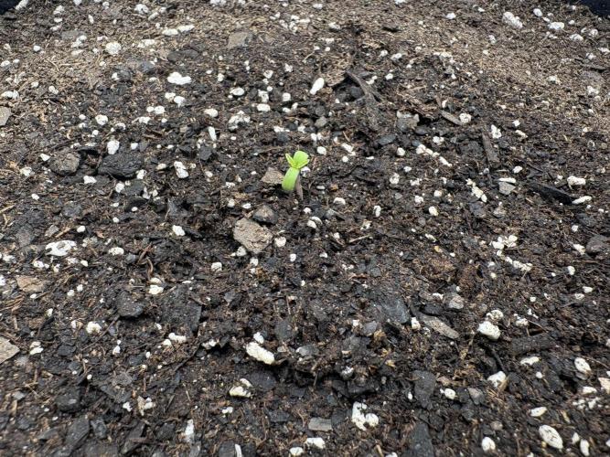 Cat piss auto!. Week 1