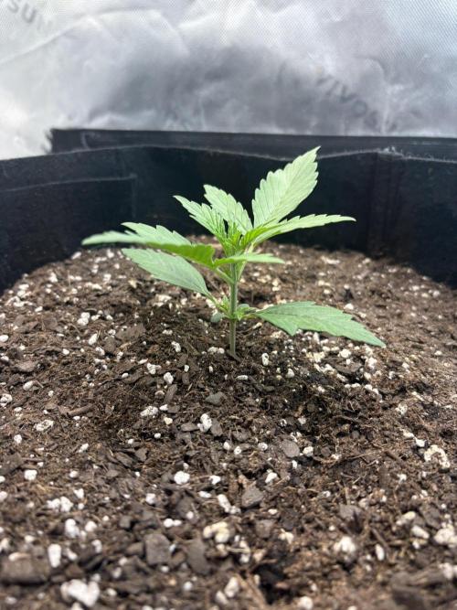 Cat piss auto!. Week 2