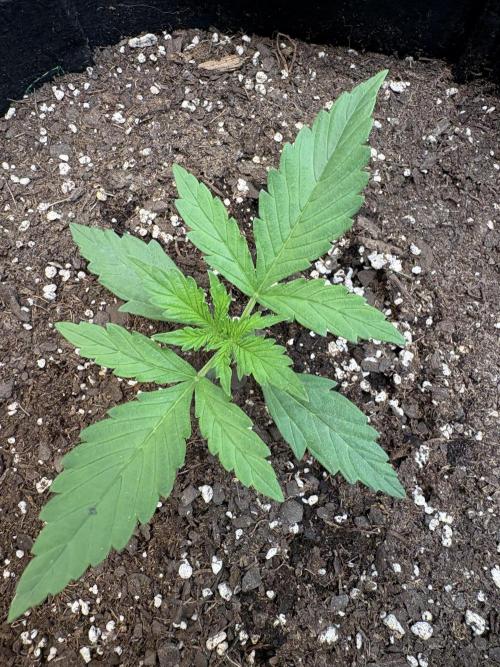 Cat piss auto!. Week 2