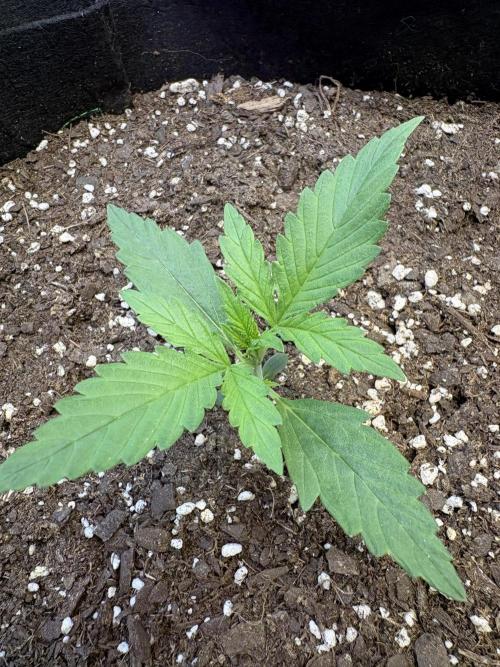 Cat piss auto!. Week 2